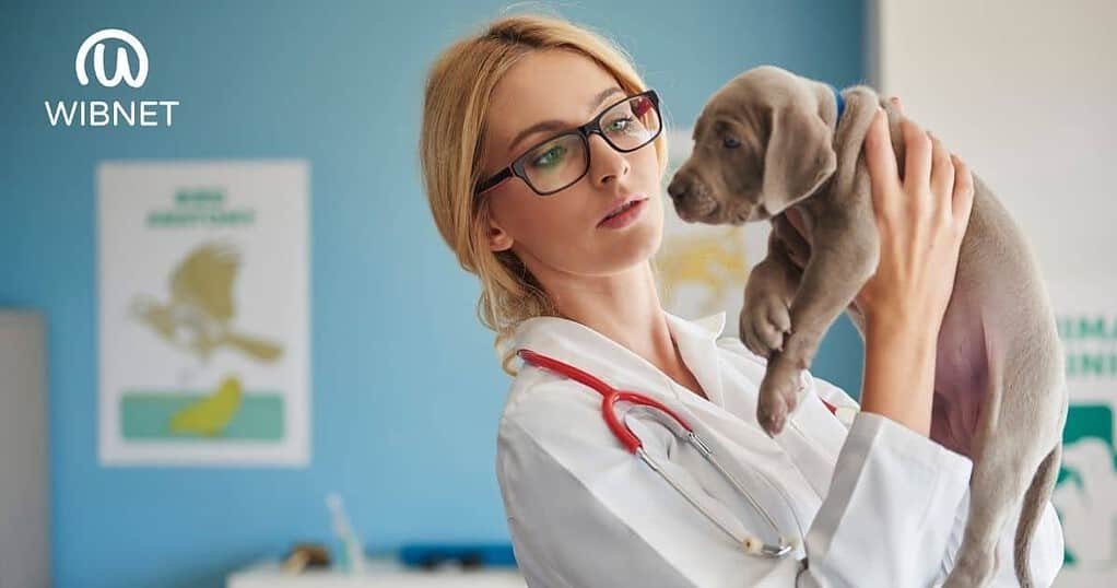 veterinario